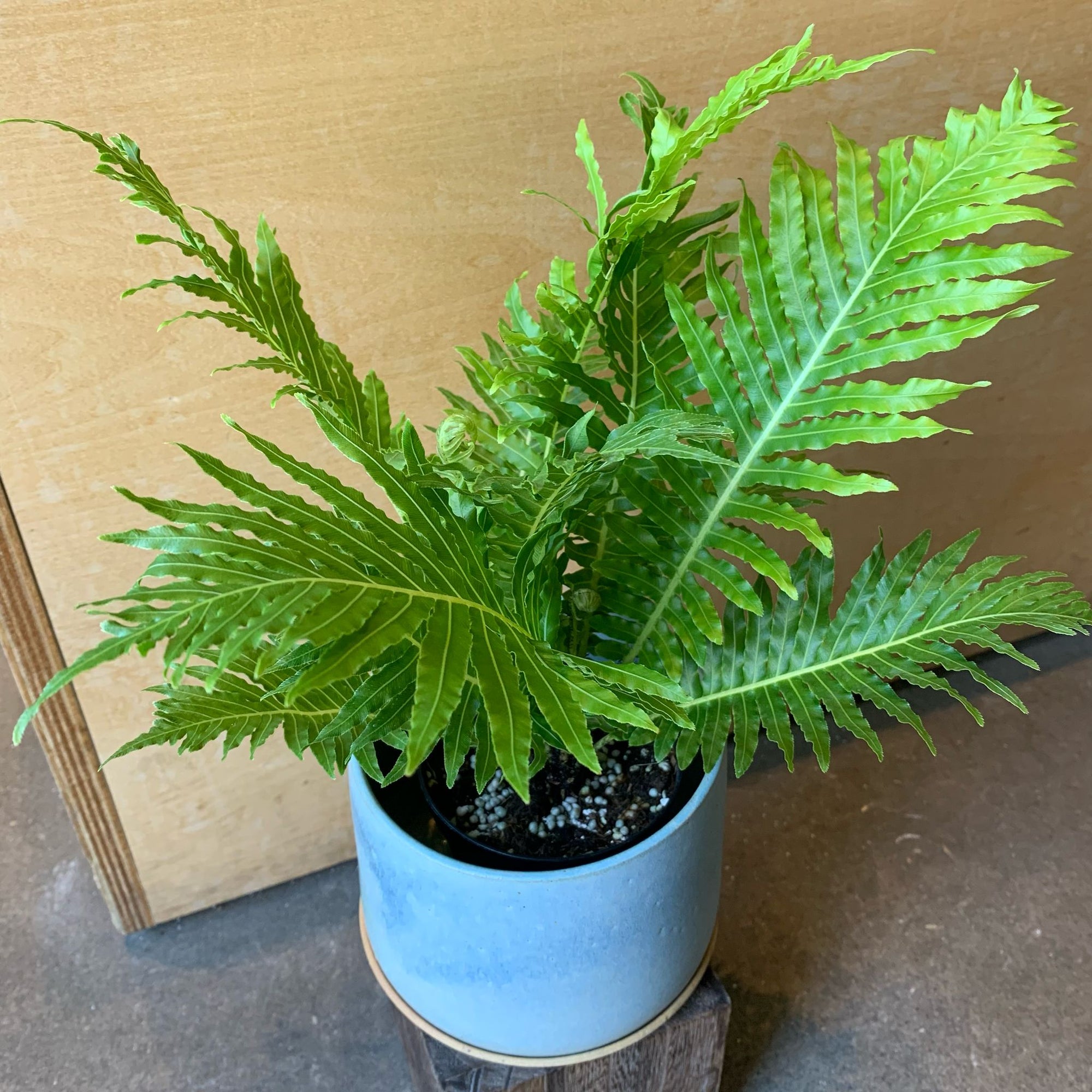 Blechnum gibbum &#39;Silver lady&#39;　ブレクナム　シルバーレディ