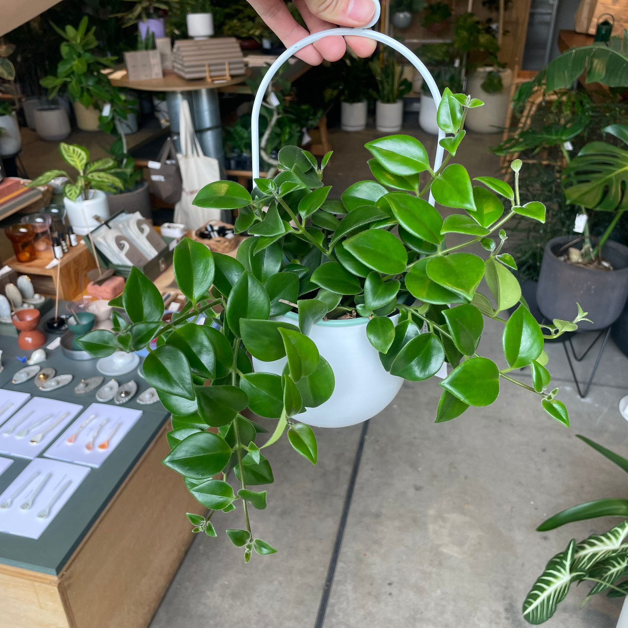 Plants プランツ I 植物インドアプランツ一覧 I プラントソサエティ