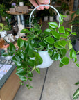 Aeschynanthus エスキナンサス モナリザ