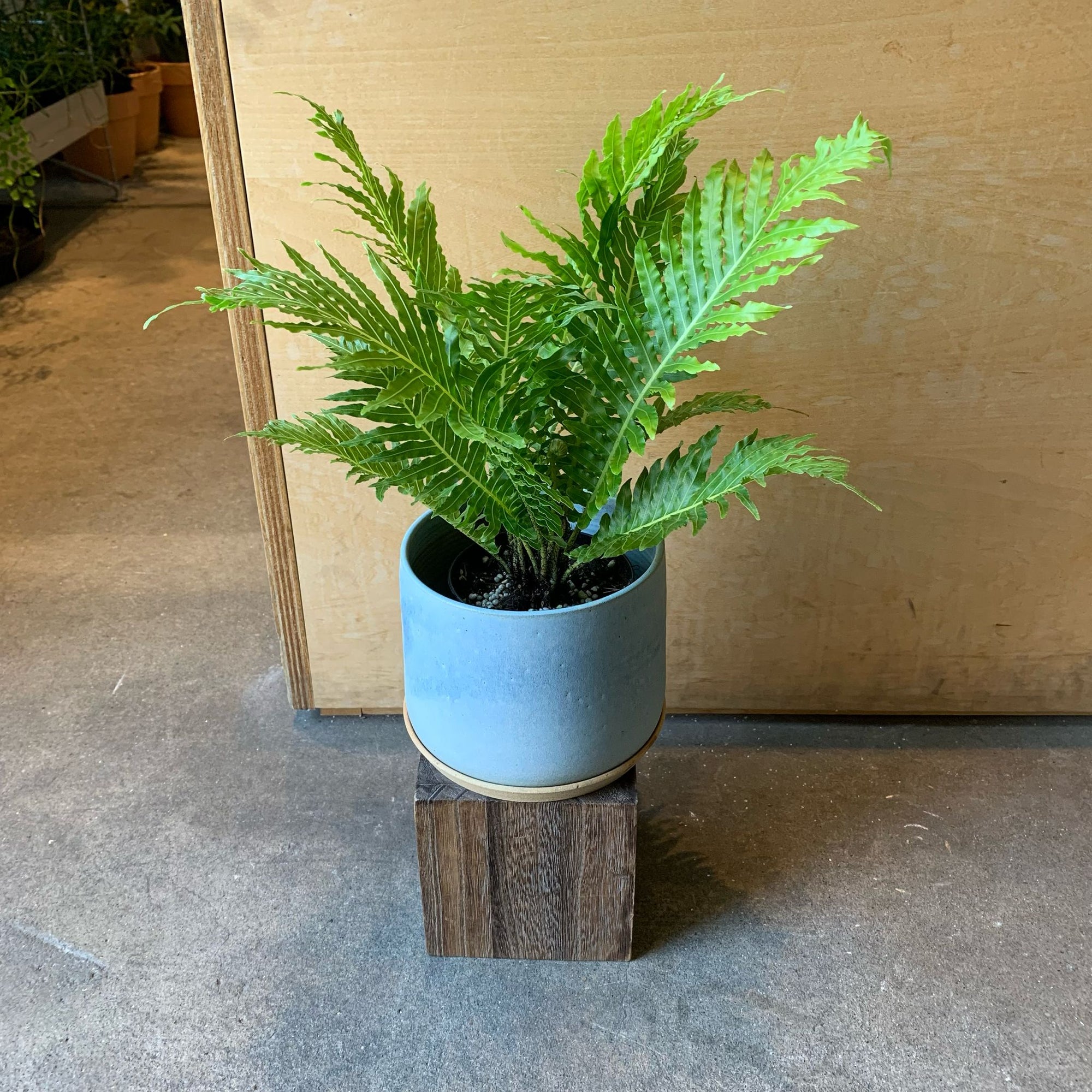 Blechnum gibbum &#39;Silver lady&#39;　ブレクナム　シルバーレディ