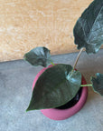 Alocasia アロカシア アントロベルベット