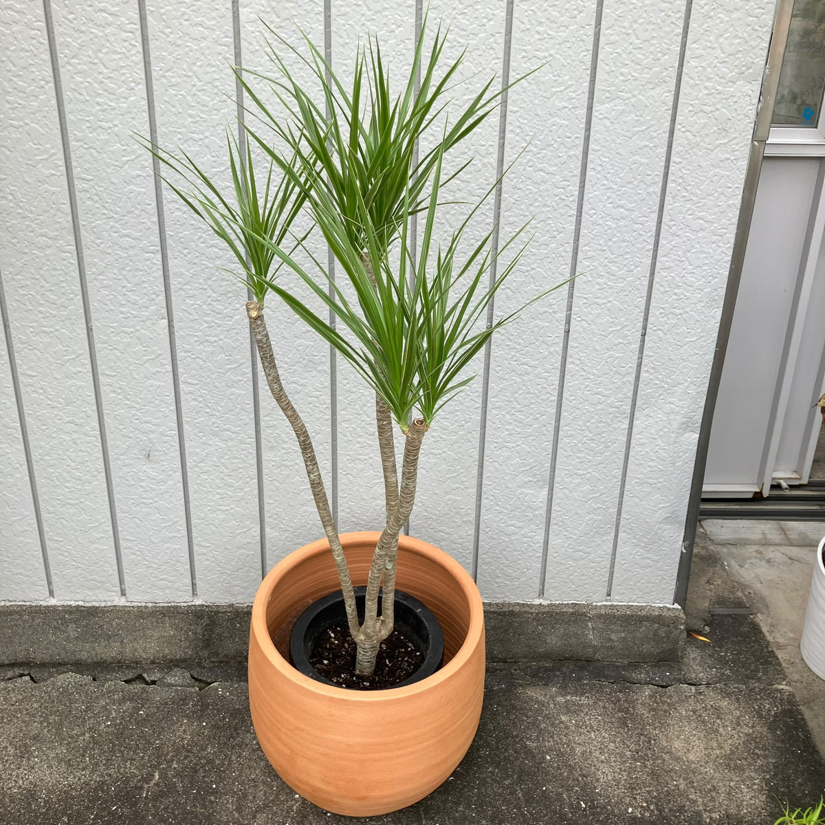 Dragon Tree ドラセナ コンシンネ クリスタル Size 6