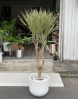 Dragon Tree ドラセナ コンシンネ トリカラー
