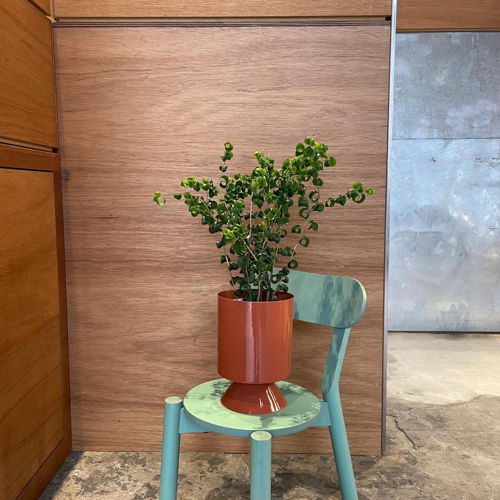 フィカスバロック フィカス・ベンジャミン・バロック / Ficus benjamina 'Barok