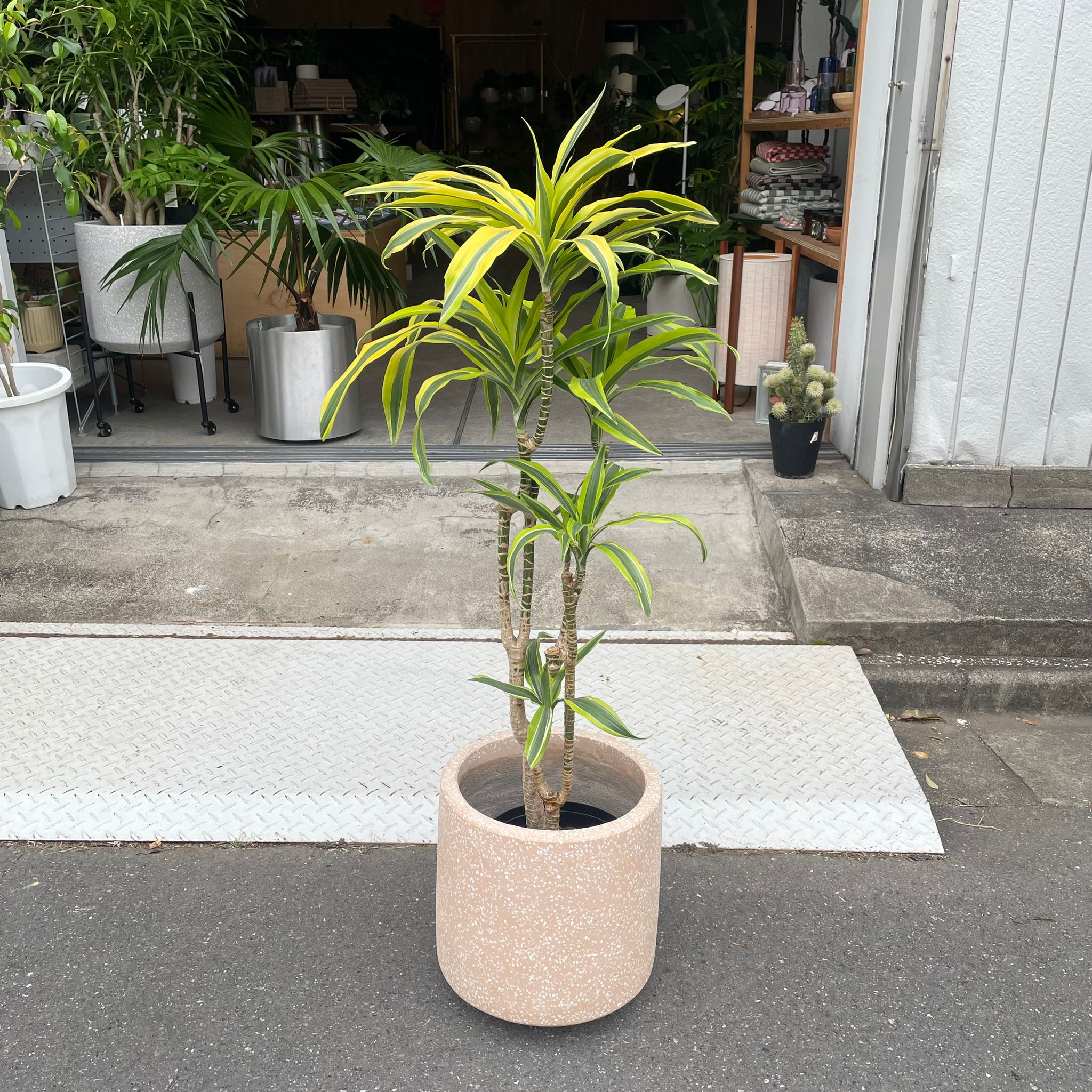 Plants プランツ I 植物インドアプランツ一覧 I プラントソサエティ