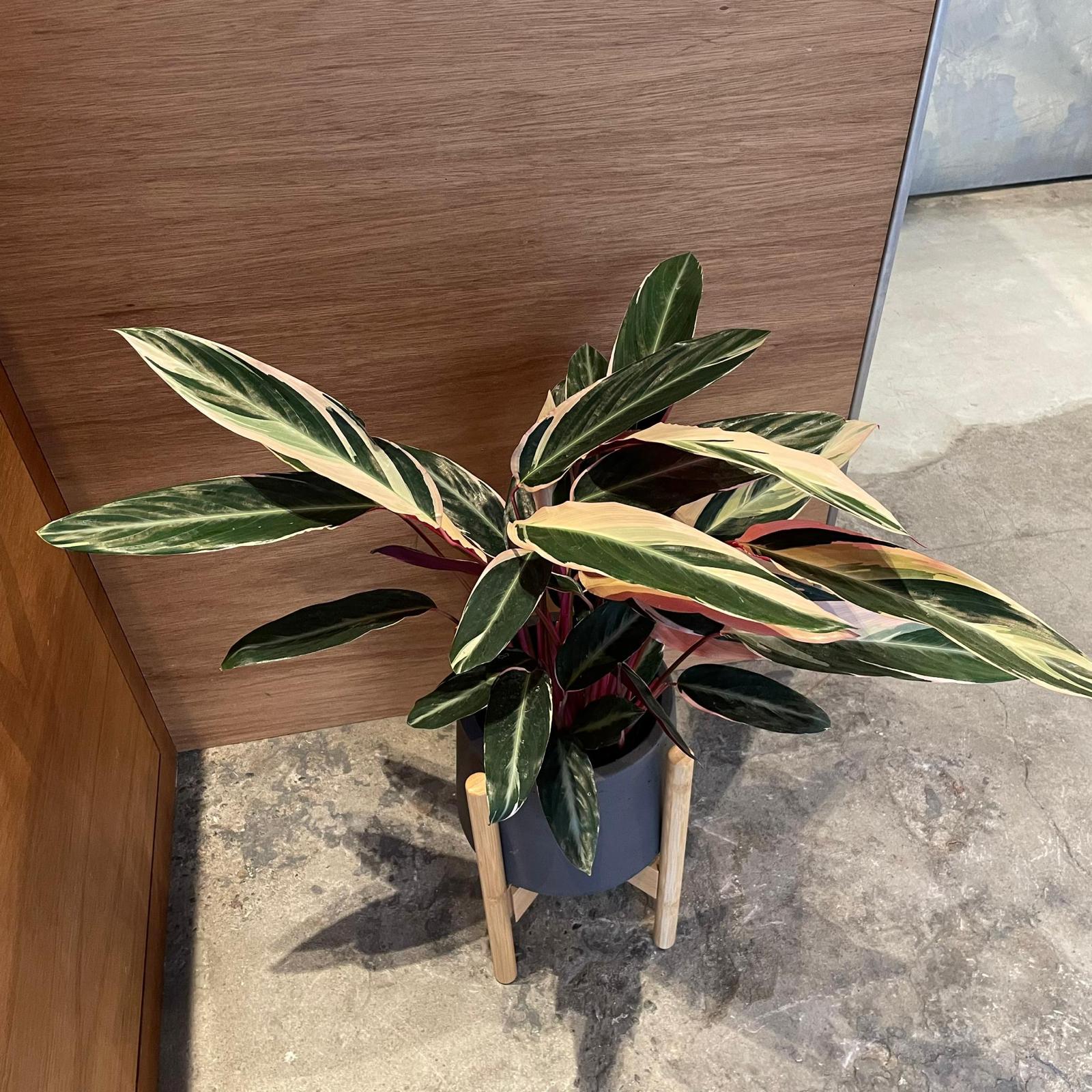 【美苗】激レア　ストロマンテ　トリオスター　斑入り　ゴマ斑　　抜き苗 ストロマンテ トリオスター○珍しい葉色 観葉植物 南アメリカ