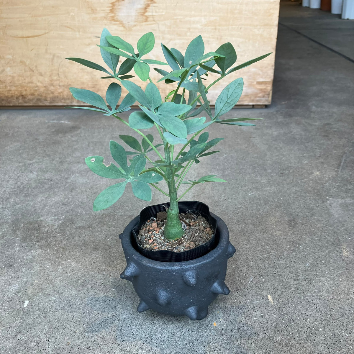Adenia glauca アデニア グラウカ Size 3