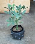Adenia glauca アデニア グラウカ Size 3