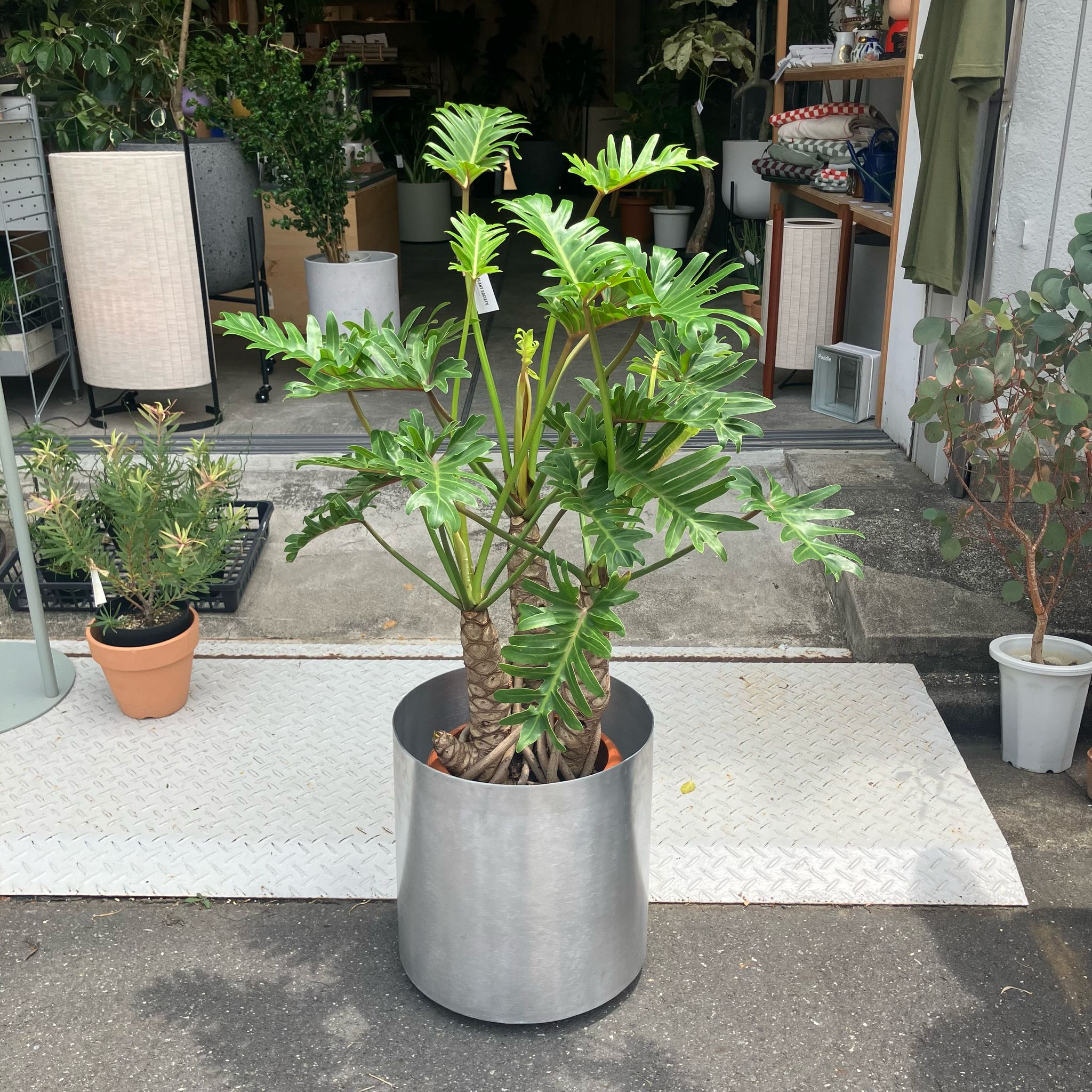 大株 フィロデンドロン ジャイアントザナドゥ クッカバラ 幹上がり 幹立ち 在庫］【珍しい】立派！ フィロデンドロン ジャイアントザナドゥ