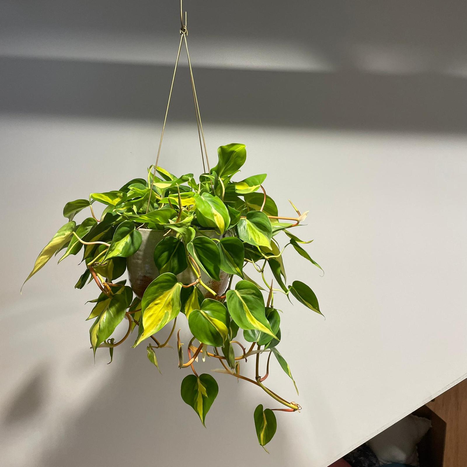Philodendron &#39;Brasil&#39; フィロデンドロン ブラジル