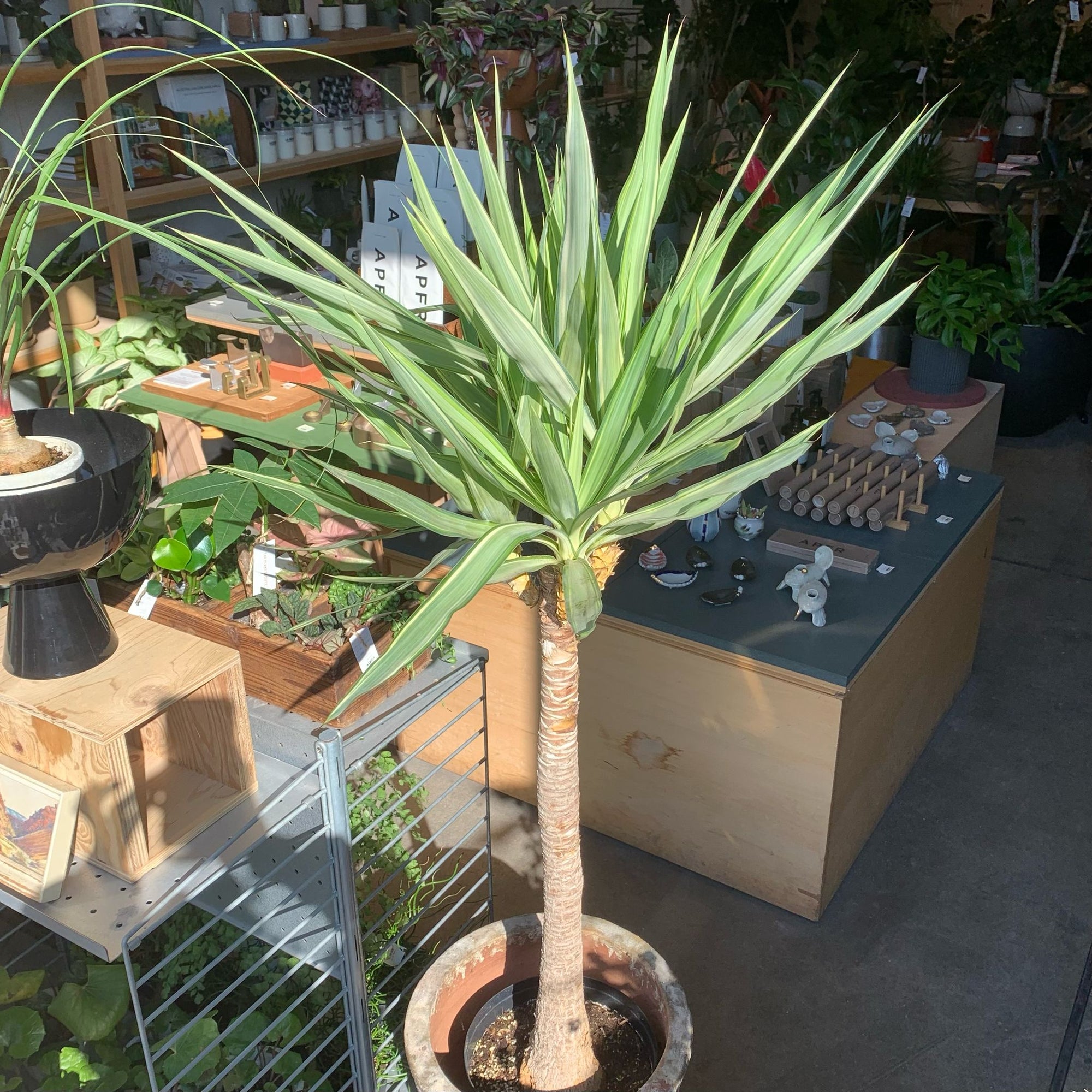 Spineless Yucca　variegata　ユッカ　エレファンティペス　バリエガータ