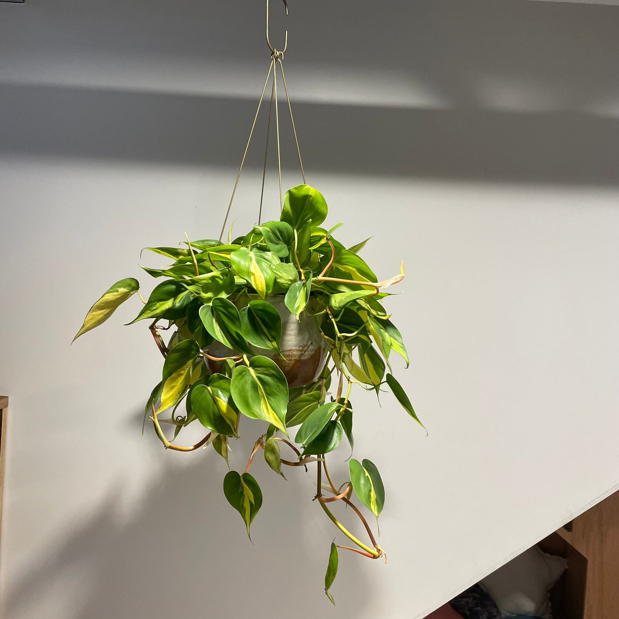Philodendron &#39;Brasil&#39; フィロデンドロン ブラジル