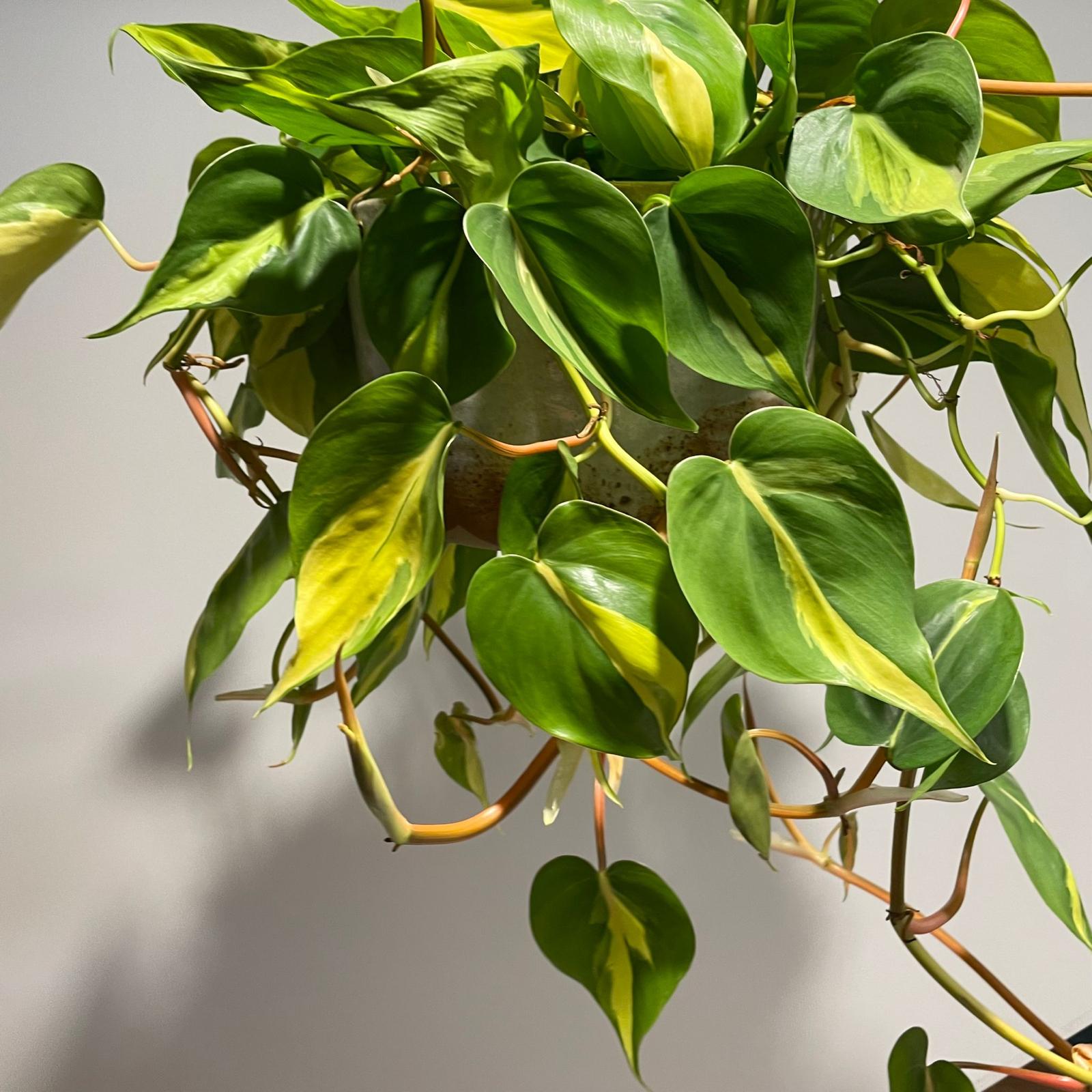 Philodendron &#39;Brasil&#39; フィロデンドロン ブラジル