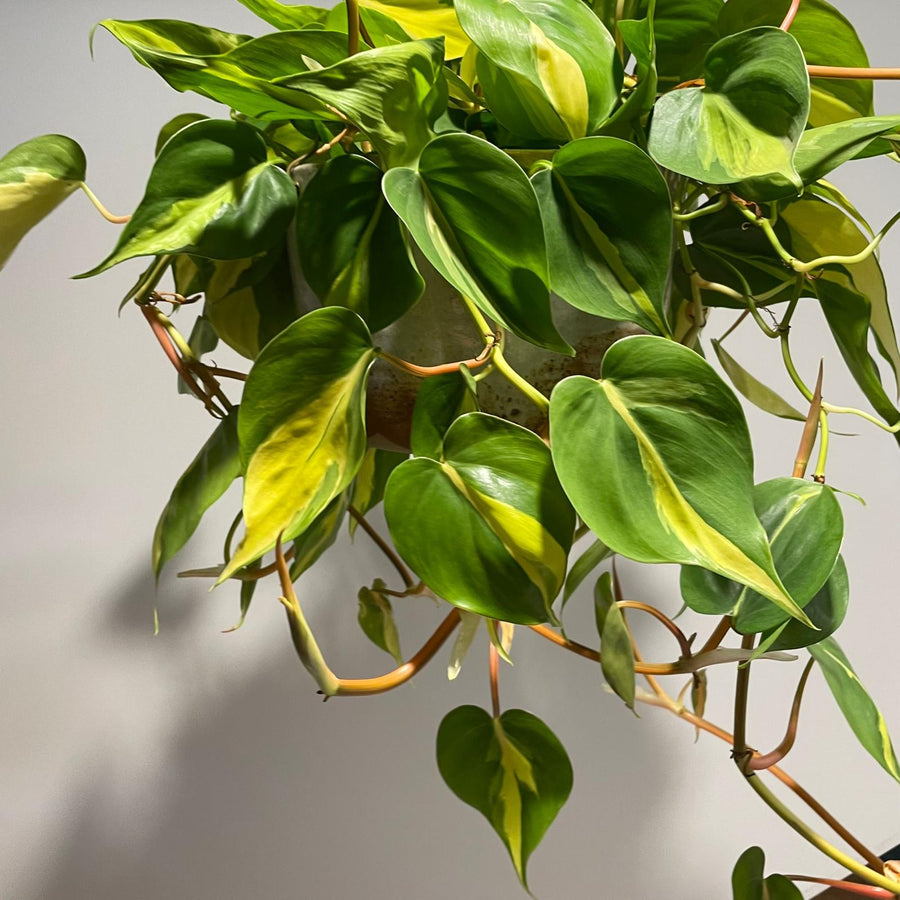Philodendron 'Brasil' フィロデンドロン ブラジル