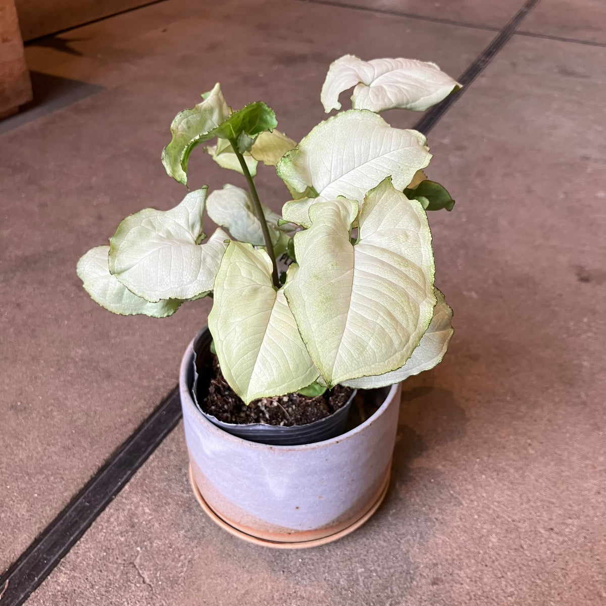 Syngonium podophyllum ‘white’  シンゴニウム ･ シロ Size 3