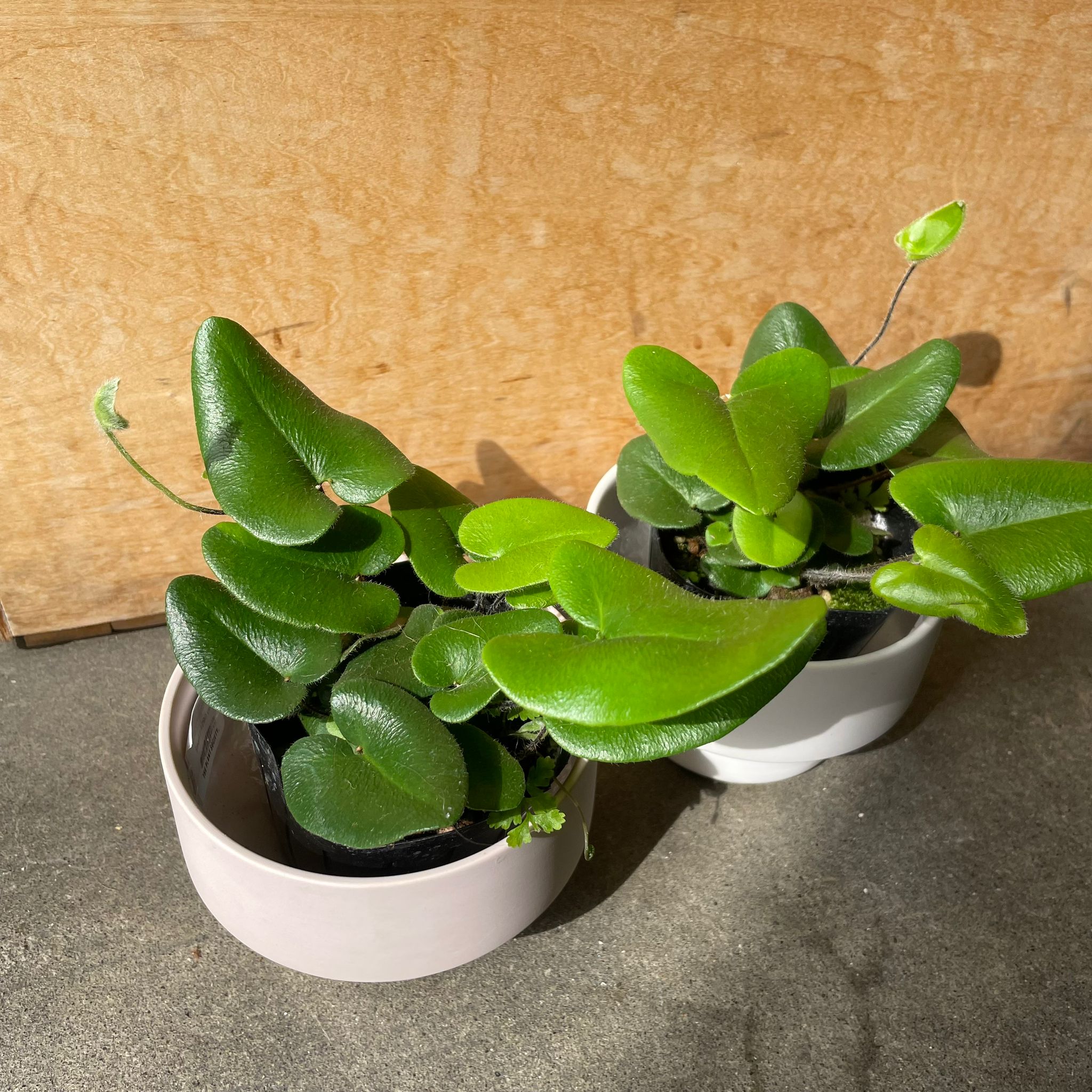 Plants プランツ I 植物インドアプランツ一覧 I プラントソサエティ