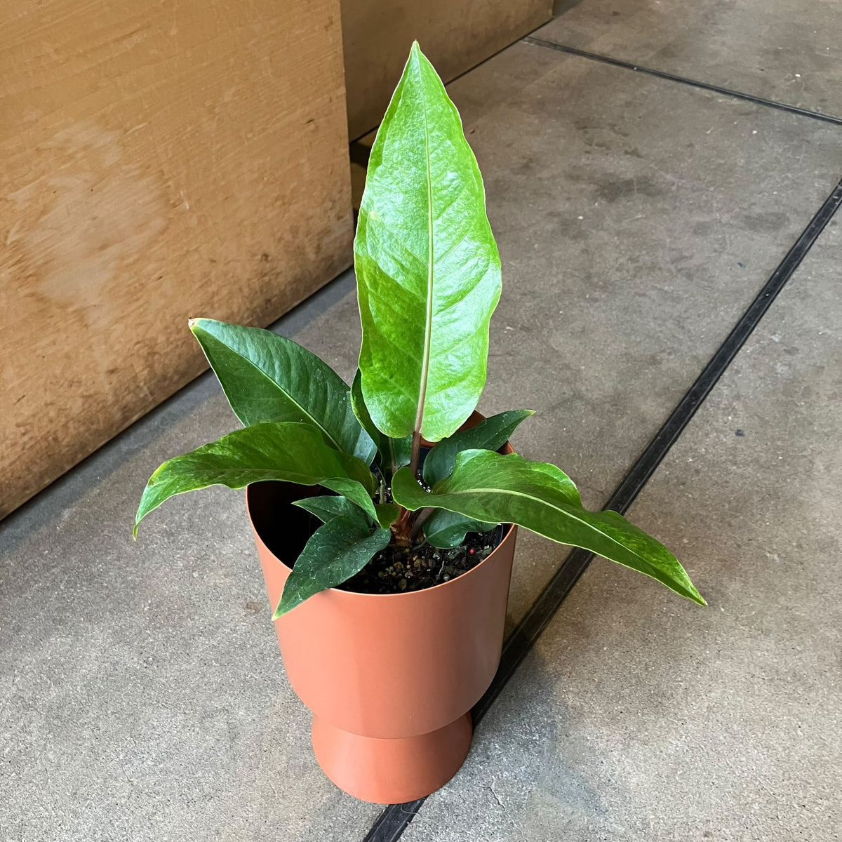 Anthurium ‘Renaissance’ アンスリウム ルネッサンス Size 4
