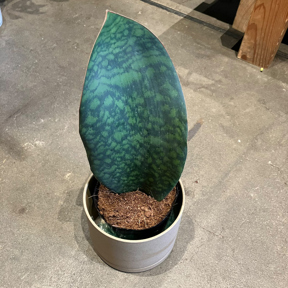Snake Plant (Sansevieria Masoniana) サンスべリア・マッソニアーナ Size 4