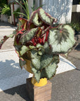 Rex Begonia レックス ベゴニア エスカルゴ