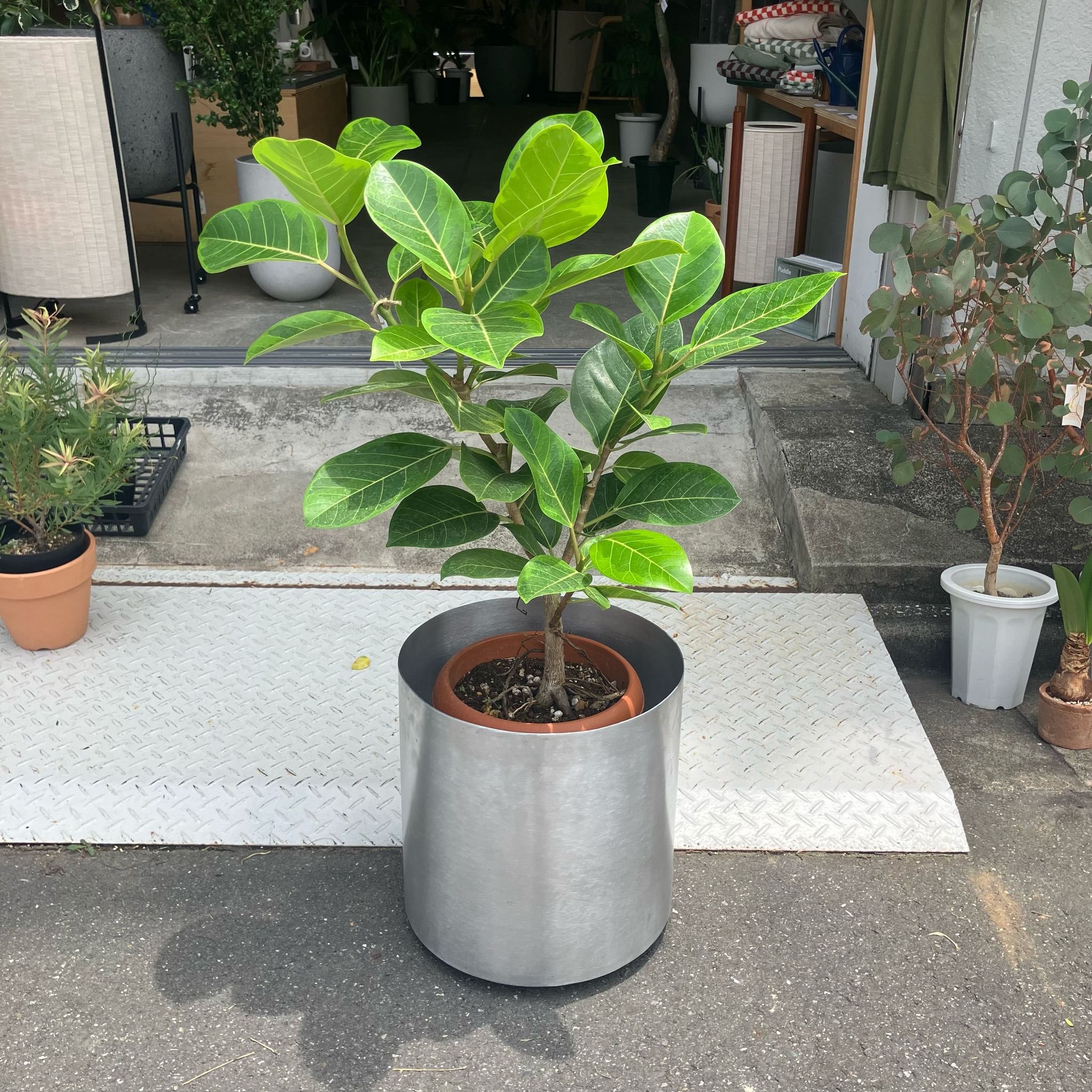 フィカス アルテシマ I インドアプランツ I プラントソサエティ