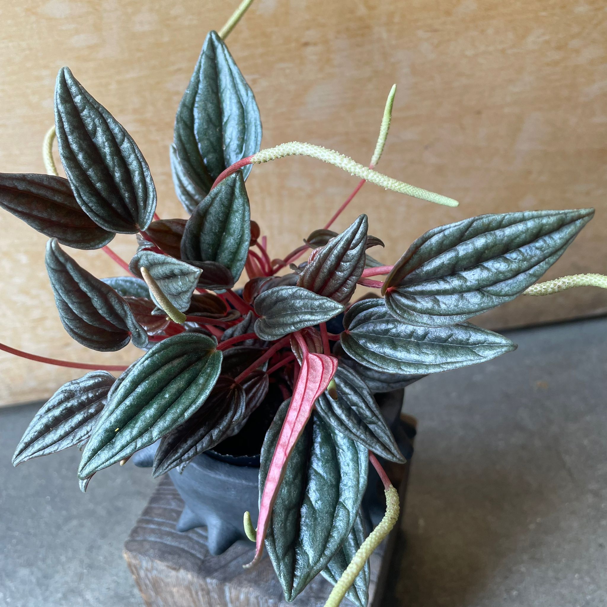 Plants プランツ I 植物インドアプランツ一覧 I プラントソサエティ
