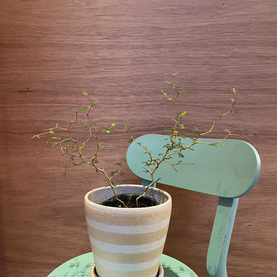 Sophora prostrata ‘Little Baby’　ソフォラ　リトルベイビー