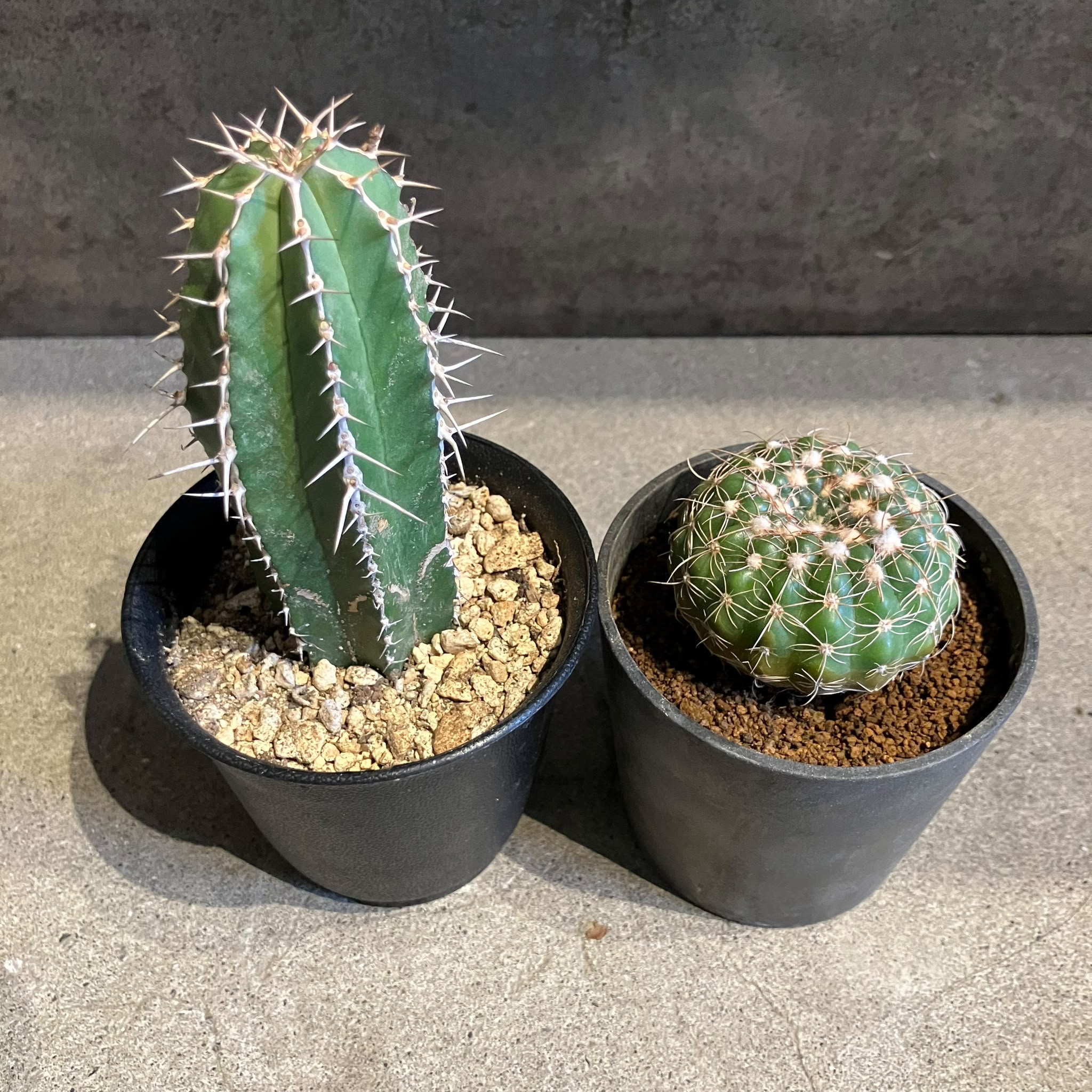 Plants プランツ I 植物インドアプランツ一覧 I プラントソサエティ