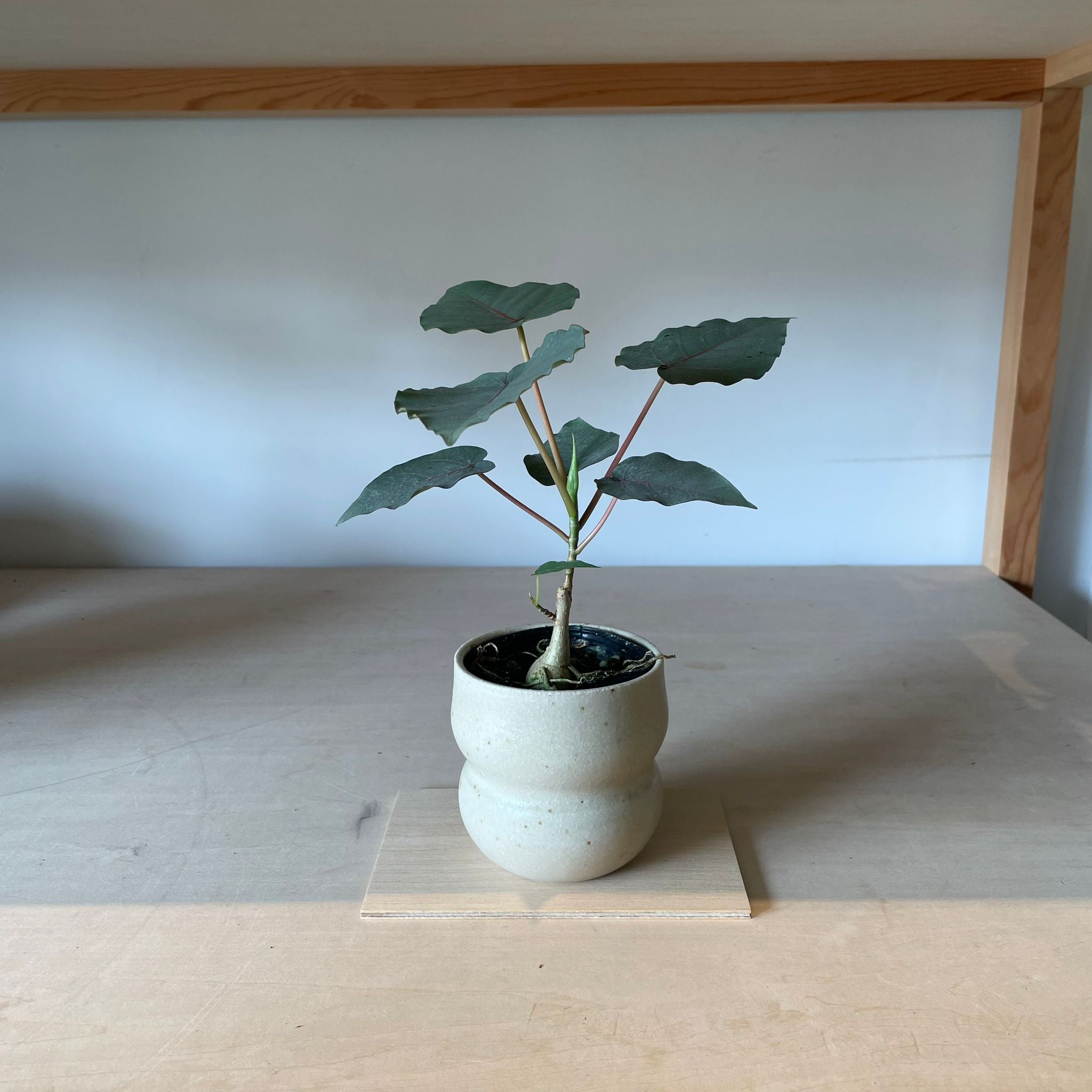フィカス ペティオラリス I インドアプランツ I プラントソサエティ