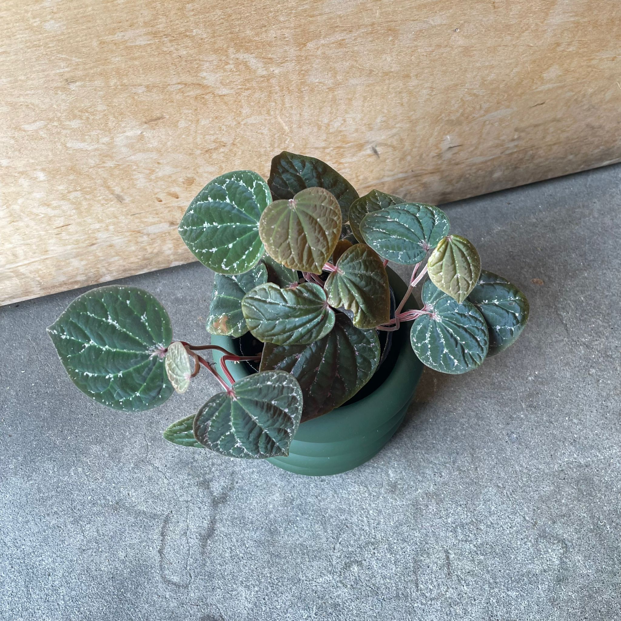 専用❣️超希少Piper ornatum Pink Variegated ピペル ピペル SPピンク♡オルナツム♡観葉植物♡コショウ科♡希少♡ビロード