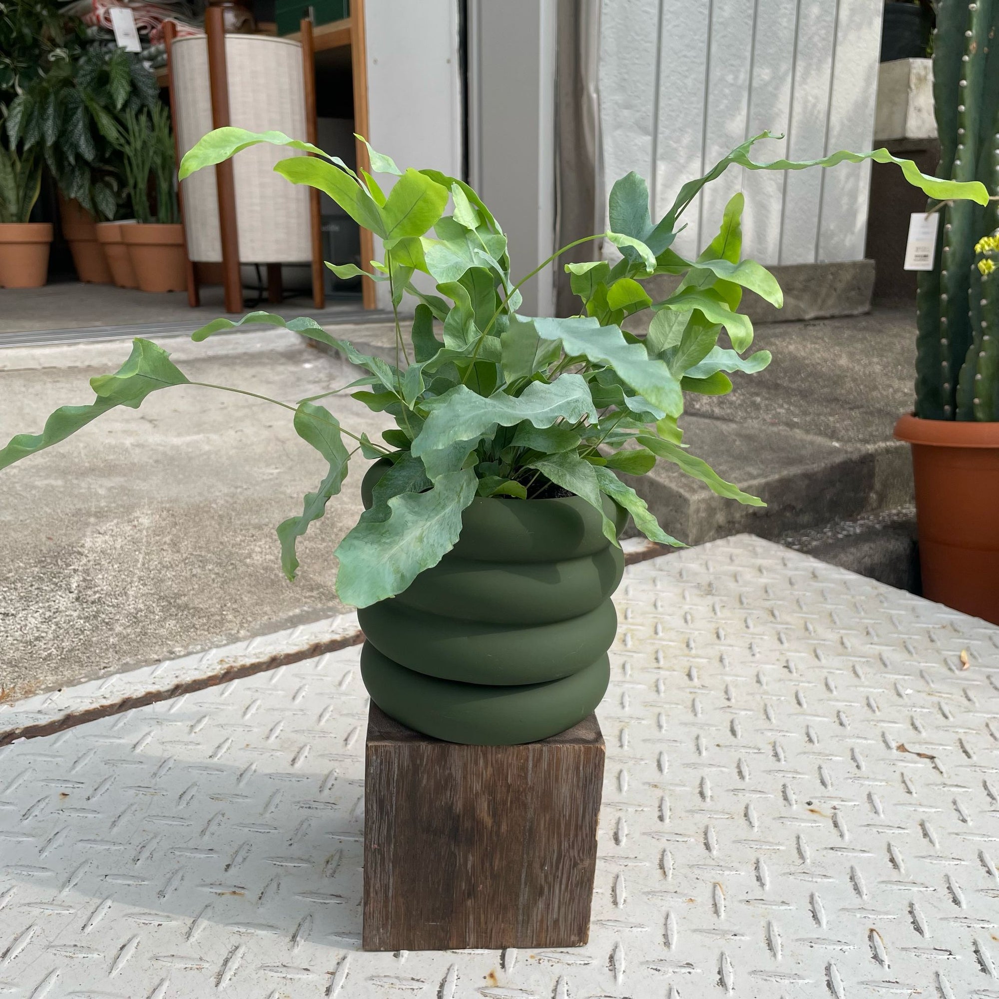 Vieno Planter ヴィエノ プランター