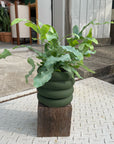Vieno Planter ヴィエノ プランター
