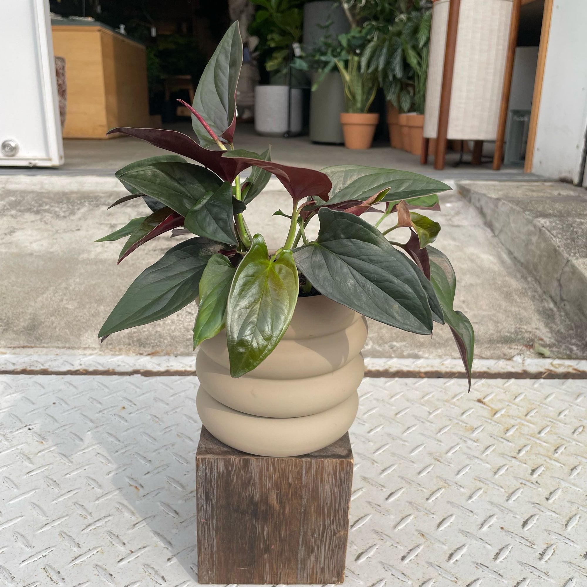 Vieno Planter ヴィエノ プランター