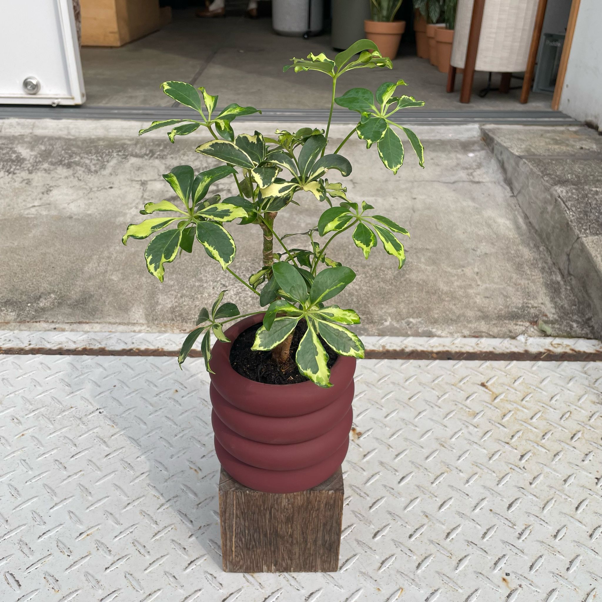 Vieno Planter I 植木鉢 I プラントソサエティトーキョー – THE PLANT
