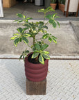 Vieno Planter ヴィエノ プランター