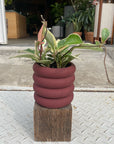 Vieno Planter ヴィエノ プランター