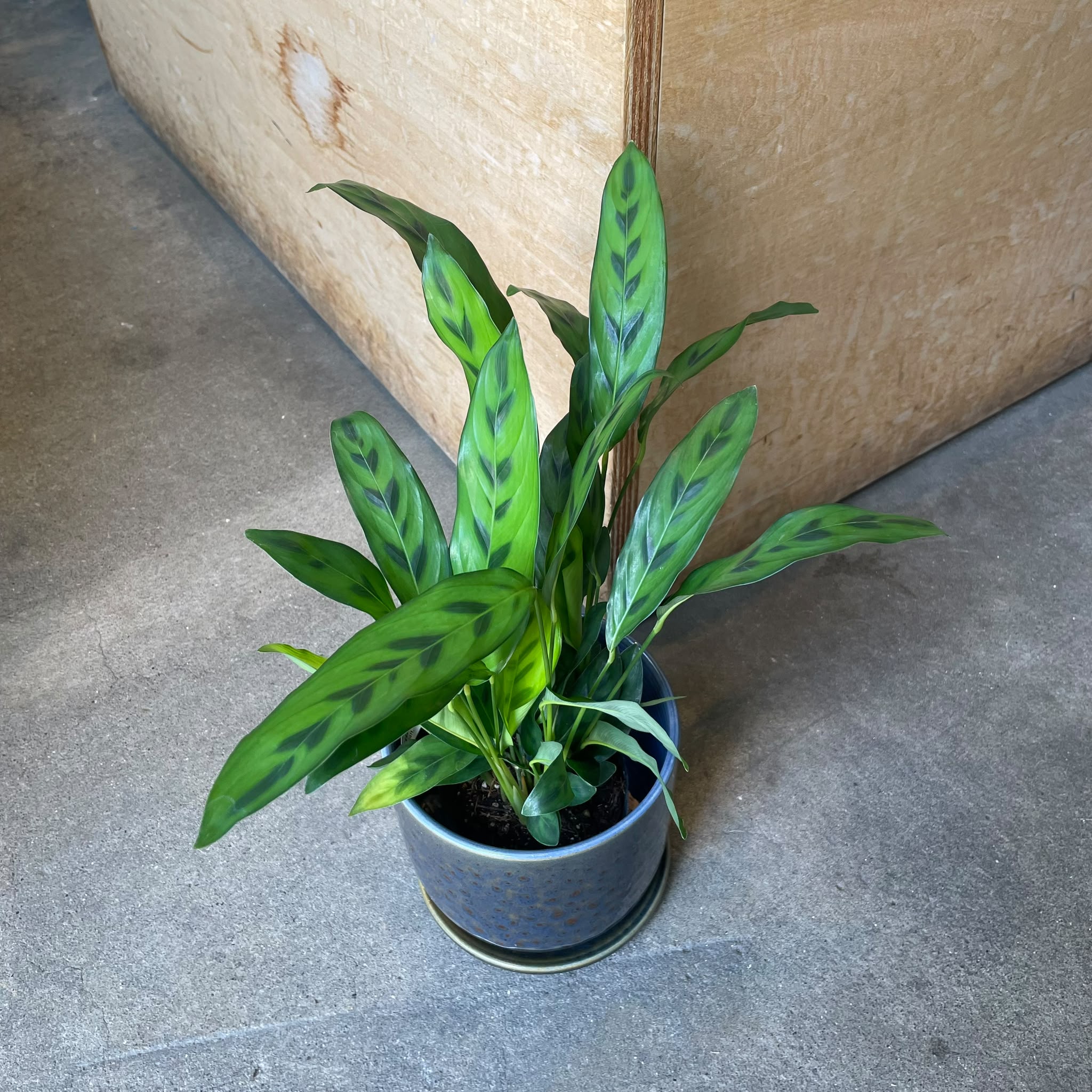Plants プランツ I 植物インドアプランツ一覧 I プラントソサエティ