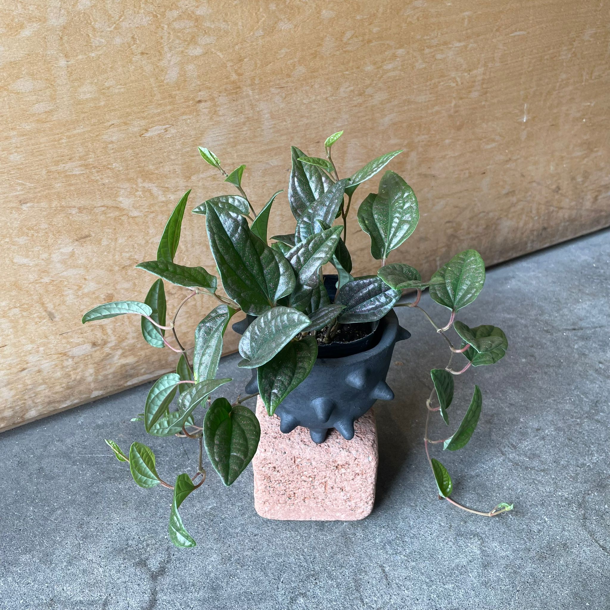 Plants プランツ I 植物インドアプランツ一覧 I プラントソサエティ