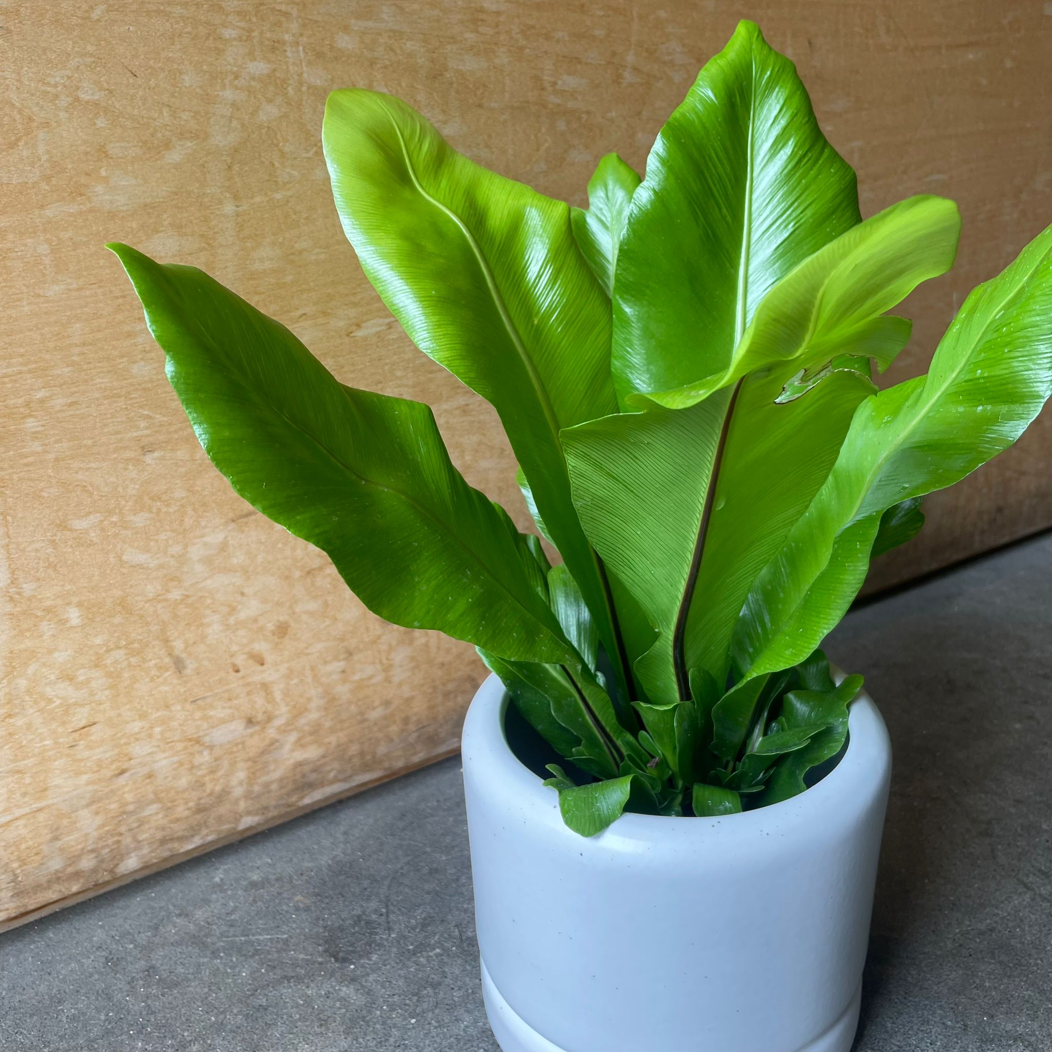 Plants プランツ I 植物インドアプランツ一覧 I プラントソサエティ