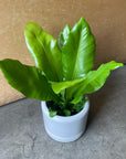 Asplenium bird's nest fern アスプレニウム アビス Size 3
