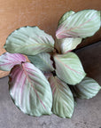 Calathea 'Silver Plate' カラテア シルバープレート