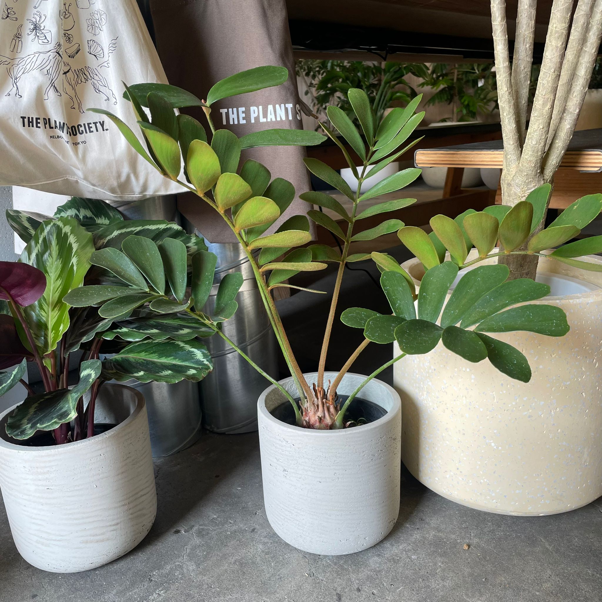 メキシコソテツ I 植物 I プラントソサエティトーキョー