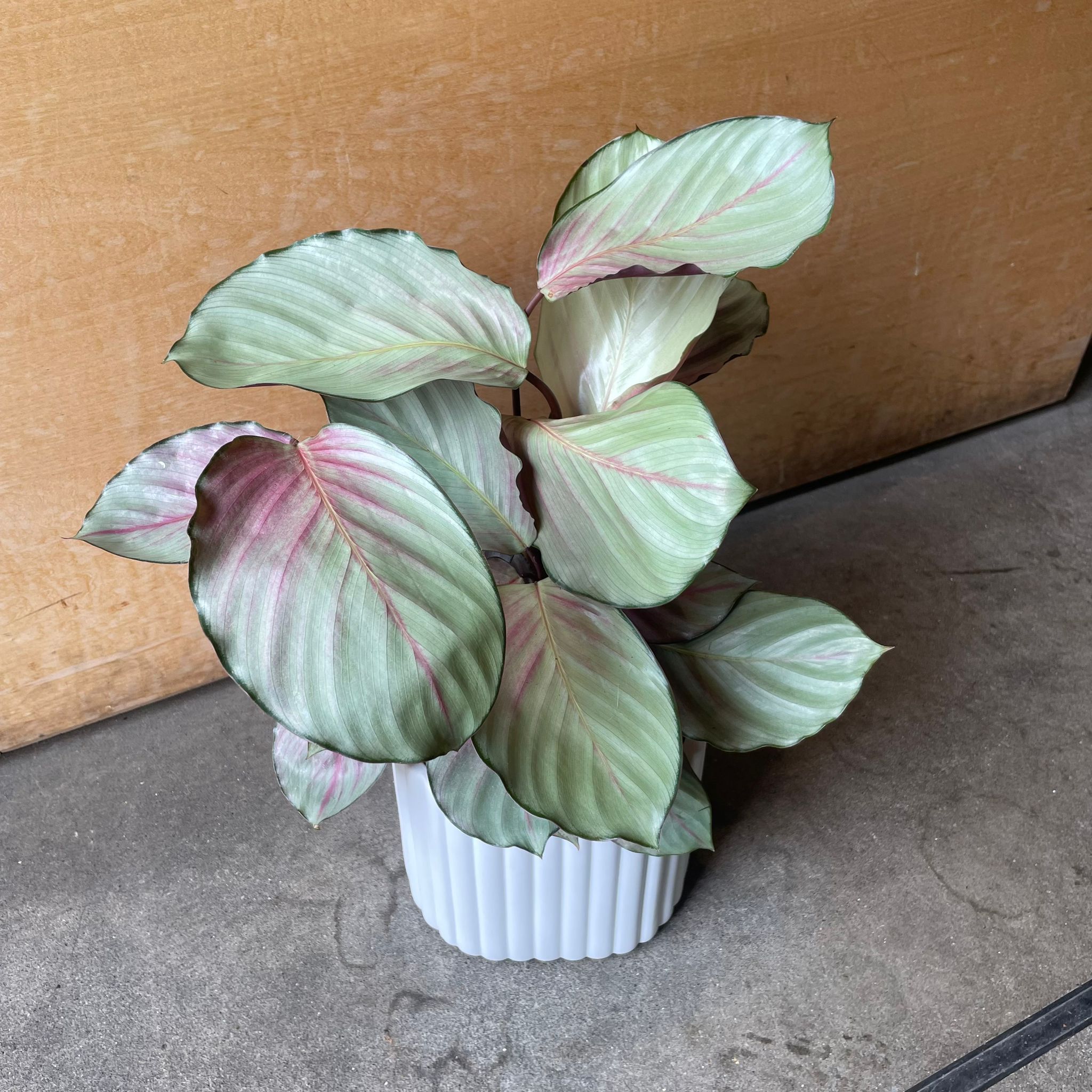 Plants プランツ I 植物インドアプランツ一覧 I プラントソサエティ