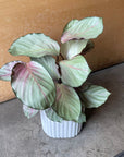 Calathea 'Silver Plate' カラテア シルバープレート