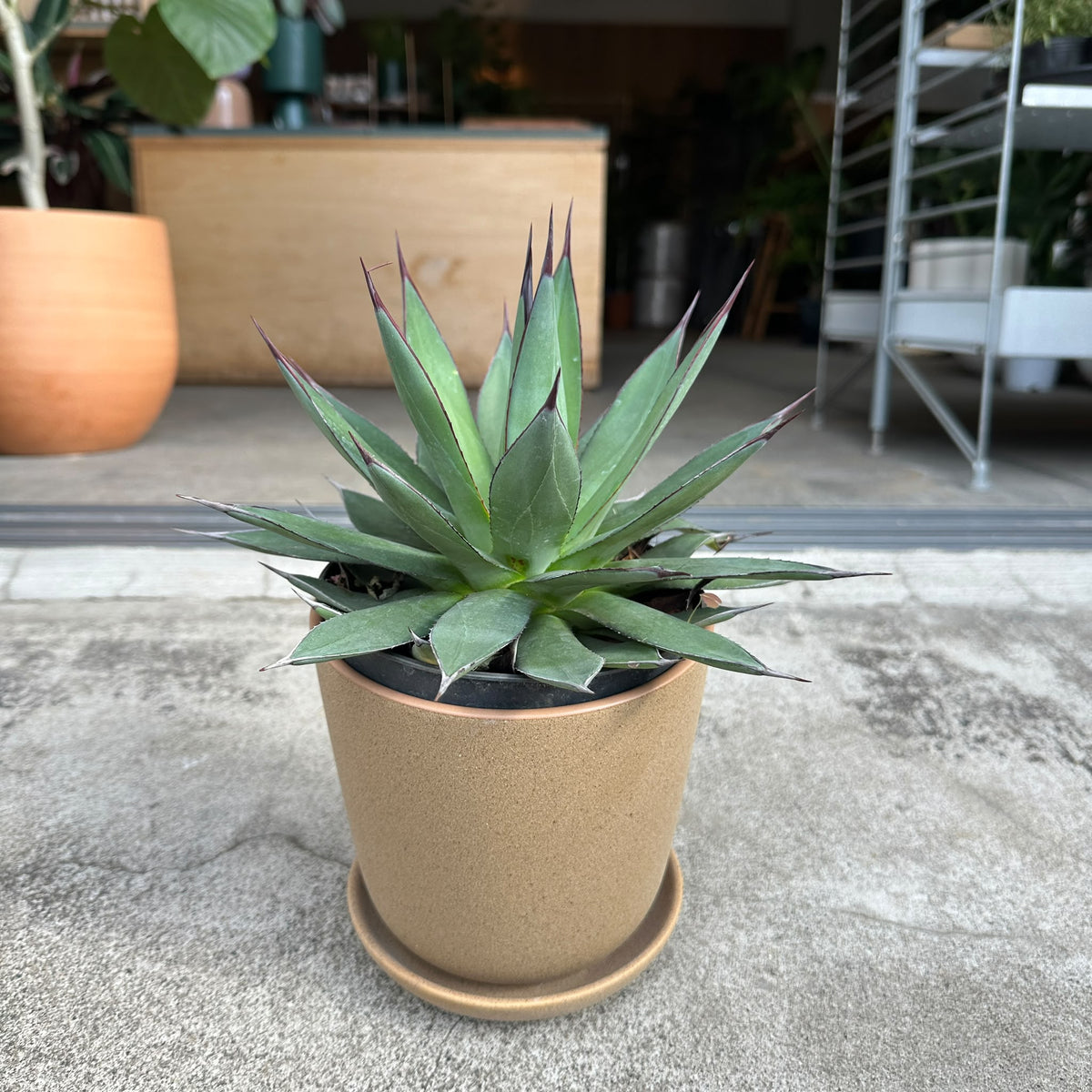 Agave assorted アガベ アソート Size 5