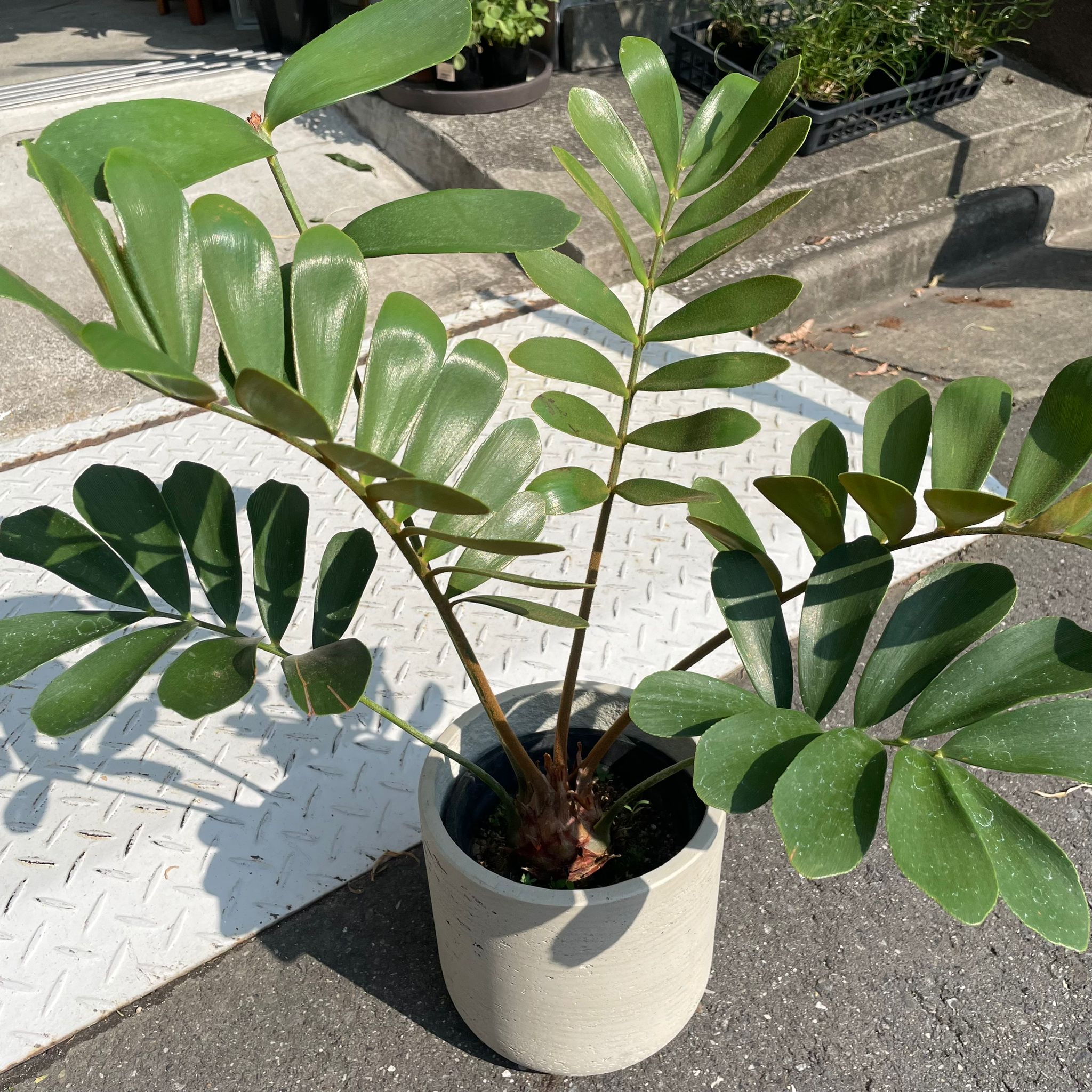 ソテツ　メキシコ　ソテツ　1 観葉植物 メキシコ ソテツ | まるで翼のようなザミア