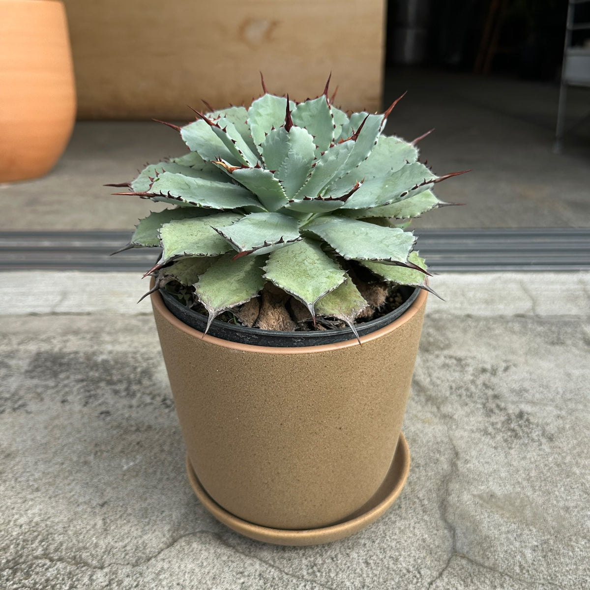 Agave assorted アガベ アソート Size 5
