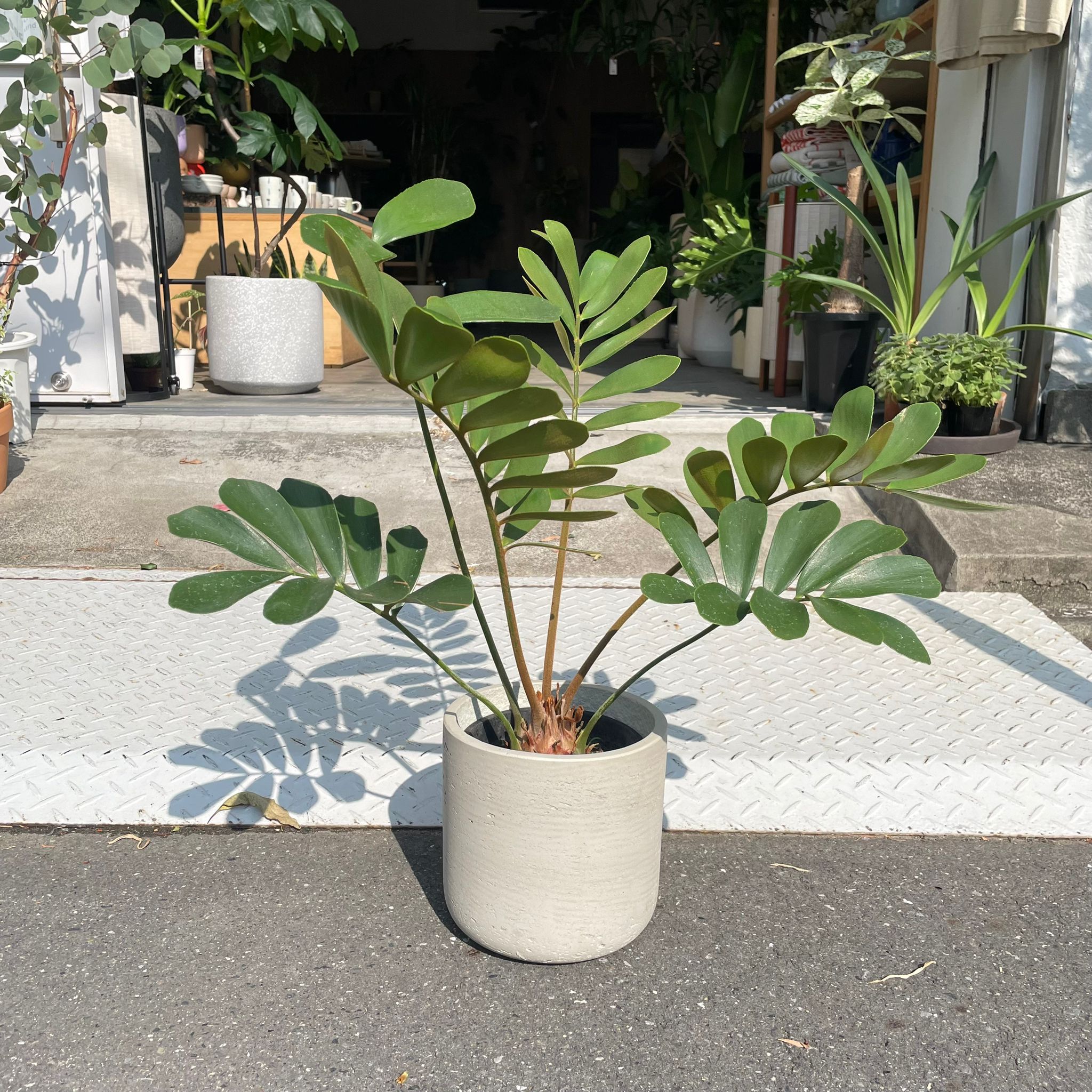全商品一覧 I プラントソサエティトーキョーオンライン – Page 2