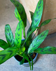 Calathea 'Leopardina' カラテア レオパルディナ クリソベリル Size 3