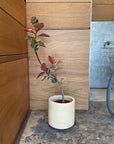 Windsor Planter  ウィンドソープランター