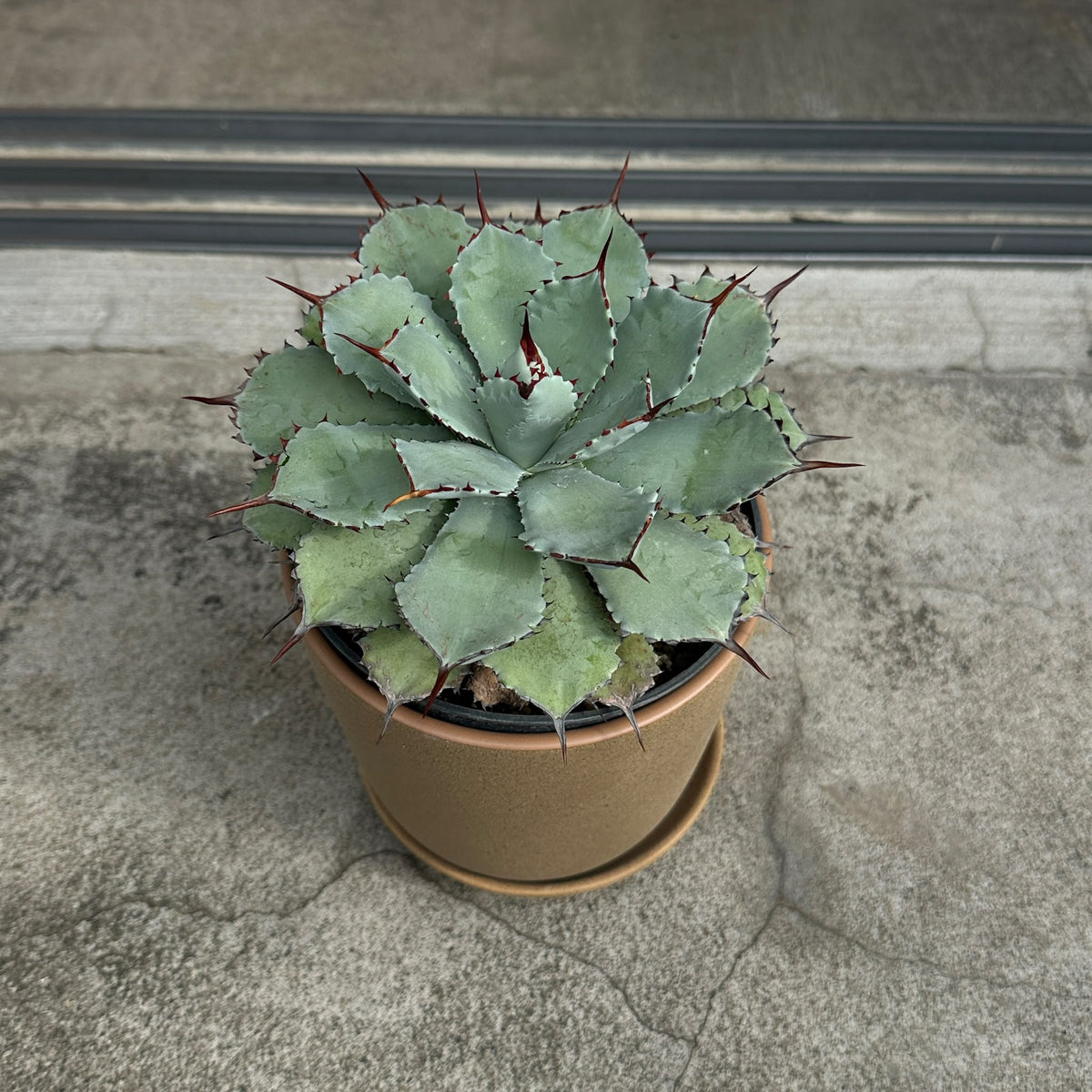 Agave assorted アガベ アソート Size 5